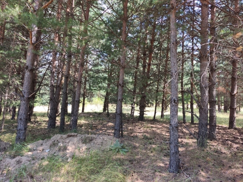 Инвестиционен парцел в регулация с площ 3943 кв.м и панорамна гледка към Пирин – вилна зона Бойков рид, град Разлог