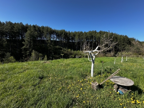 EXCELLENTLY MAINTAINED APPLE ORCHARD IN THE VILLAGE OF BACHEVO