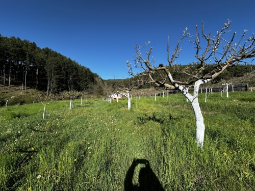 EXCELLENTLY MAINTAINED APPLE ORCHARD IN THE VILLAGE OF BACHEVO