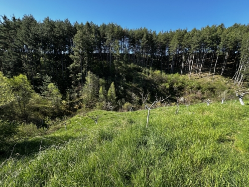EXCELLENTLY MAINTAINED APPLE ORCHARD IN THE VILLAGE OF BACHEVO