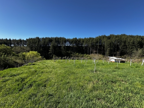 EXCELLENTLY MAINTAINED APPLE ORCHARD IN THE VILLAGE OF BACHEVO