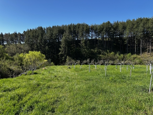 EXCELLENTLY MAINTAINED APPLE ORCHARD IN THE VILLAGE OF BACHEVO